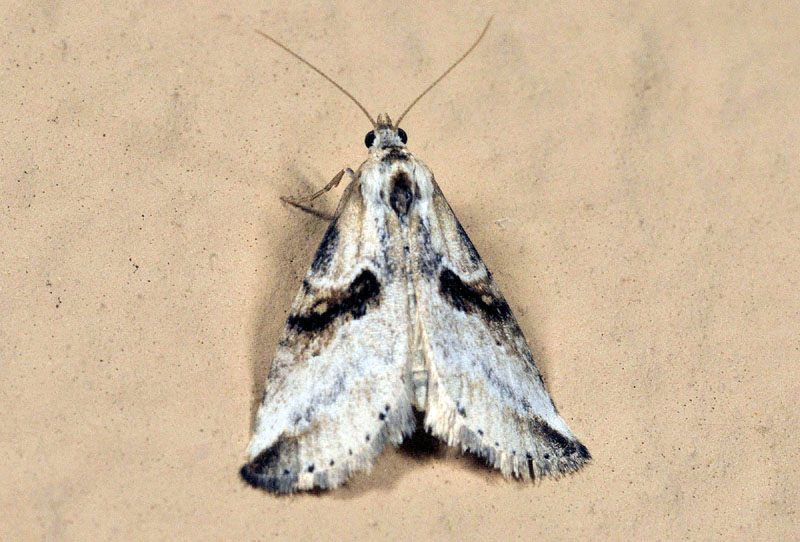 Lepidotteri dalla Sardegna